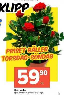 Coop Extra Ros i kruka, SEK 59.9 erbjuda