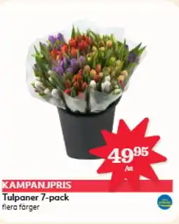 Hemköp Tulpaner 7-pack flera färger erbjuda