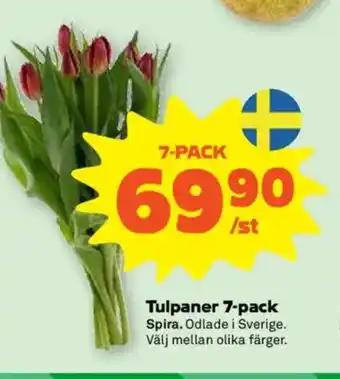 Coop Forum Tulpaner 7-pack erbjuda