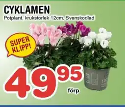 Nya Pulsen CYKLAMEN erbjuda