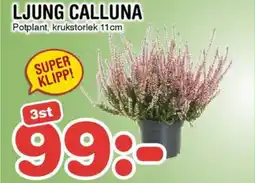 Nya Pulsen LJUNG CALLUNA erbjuda