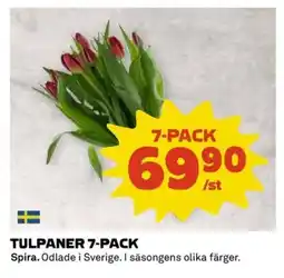 Coop Tulpaner 7-pack erbjuda