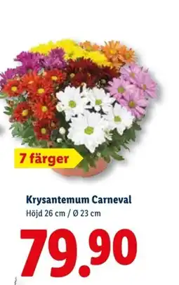 Lidl Krysantemum Carneval erbjuda