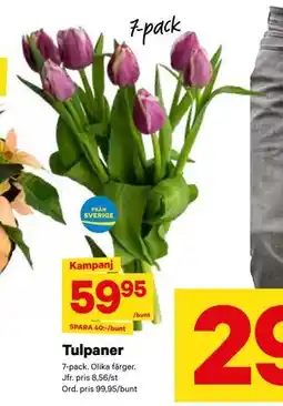 City Gross Tulpaner, SEK 59.95 erbjuda