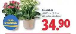 Lidl Kalanchoe erbjuda