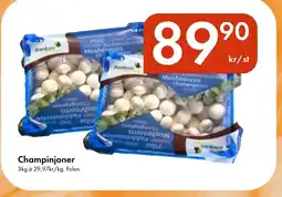 Snabbgross Champinjoner erbjuda