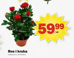 Pekås Ros i kruka, SEK 59.99 erbjuda