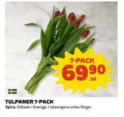 Coop Daglivs TULPANER 7-PACK, SEK 69.9 erbjuda