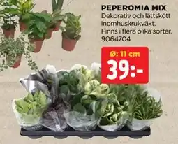 Jem&Fix PEPEROMIA MIX, SEK 39 erbjuda