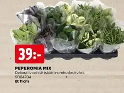Jem&Fix Peperomia mix erbjuda