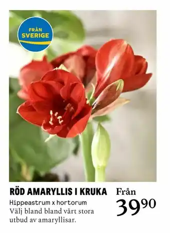 Blomsterlandet Röd amaryllis i kruka erbjuda