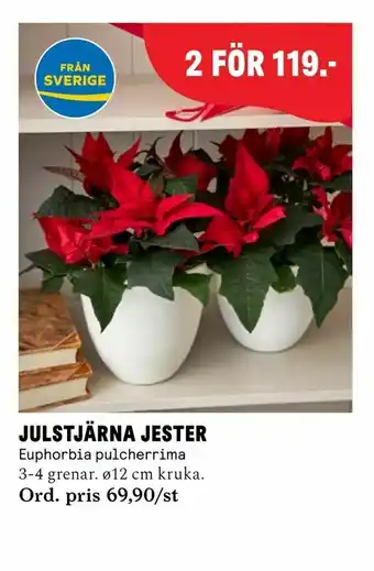 Julstjärna jester