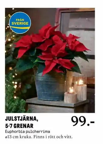 Blomsterlandet Julstjärna, 5-7 grenar erbjuda