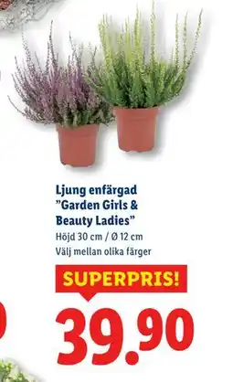 Lidl Ljung enfärgad ”Garden Girls & Beauty Ladies”, SEK 39.9 erbjuda