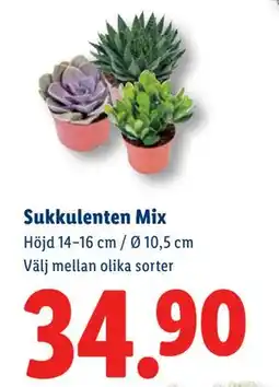 Lidl Sukkulenten Mix, SEK 34.9 erbjuda