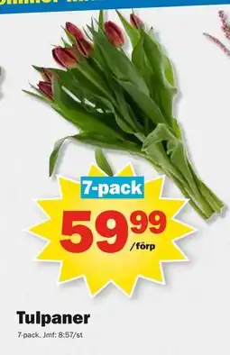 Pekås Tulpaner, SEK 59.99 erbjuda