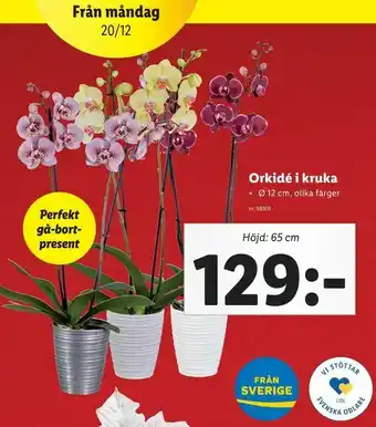 Lidl Orkidé i kruka erbjuda