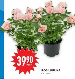 Willys ROS I KRUKA, SEK 39.9 erbjuda