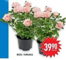Willys Hemma ROS I KRUKA, SEK 39.9 erbjuda