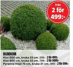 Bauhaus BUXBOM erbjuda