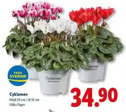 Lidl Cyklamen erbjuda