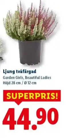 Lidl Ljung tvåfärgad erbjuda