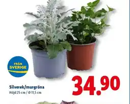 Lidl Silverek/murgröna erbjuda