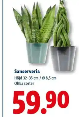 Lidl Sanserveria erbjuda