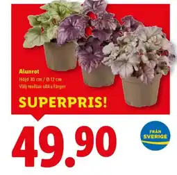 Lidl Alunrot erbjuda