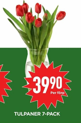 Willys Hemma Tulpaner 7-pack erbjuda