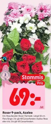 ICA Kvantum Rosor 9-pack, Azalea erbjuda