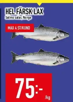 Matdax Hel färsk lax salmo salar, norge erbjuda