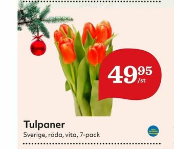 Hemköp Tulpaner erbjuda