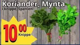 Supergrossen Koriander, Mynta i knippe, Spanien erbjuda