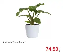 Granngården Alokasia 'low rider' erbjuda