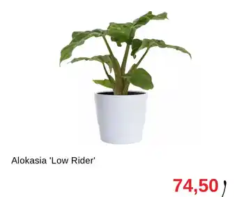 Granngården Alokasia 'low rider' erbjuda
