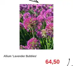 Granngården Allium 'lavender bubbles' erbjuda