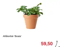 Granngården Allåkerbär 'beata' erbjuda