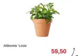 Granngården Allåkerbär 'linda' erbjuda