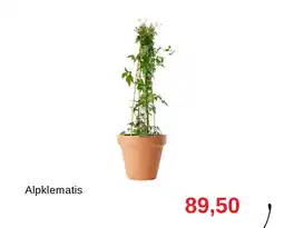 Granngården Alpklematis erbjuda