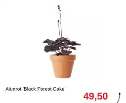 Granngården Alunrot 'black forest cake' erbjuda