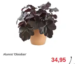 Granngården Alunrot 'obsidian' erbjuda