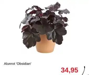 Granngården Alunrot 'obsidian' erbjuda