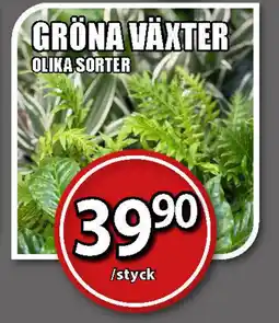 Extra Mjällby Stormarknad Gröna växter erbjuda