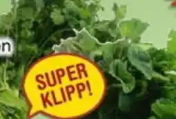 Nya Pulsen Koriander erbjuda