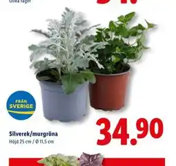 Lidl Silverek/murgröna, SEK 34.9 erbjuda