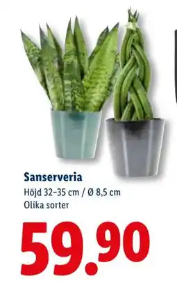 Lidl Sanserveria, SEK 59.9 erbjuda