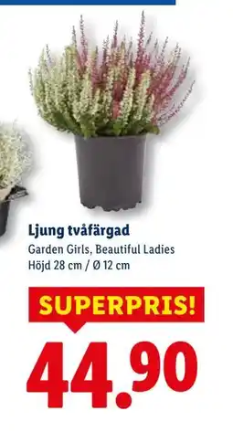 Lidl Ljung tvåfärgad, SEK 44.9 erbjuda