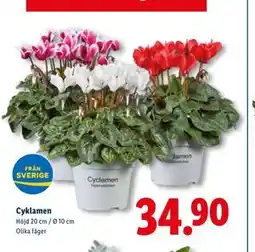 Lidl Cyklamen, SEK 34.9 erbjuda