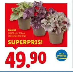 Lidl Alunrot, SEK 49.9 erbjuda